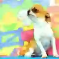 知日吉娃娃犬舍大頭貼
